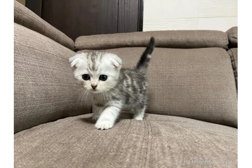 販売中の茨城県のスコティッシュフォールド(折れ耳)-118857の5枚目